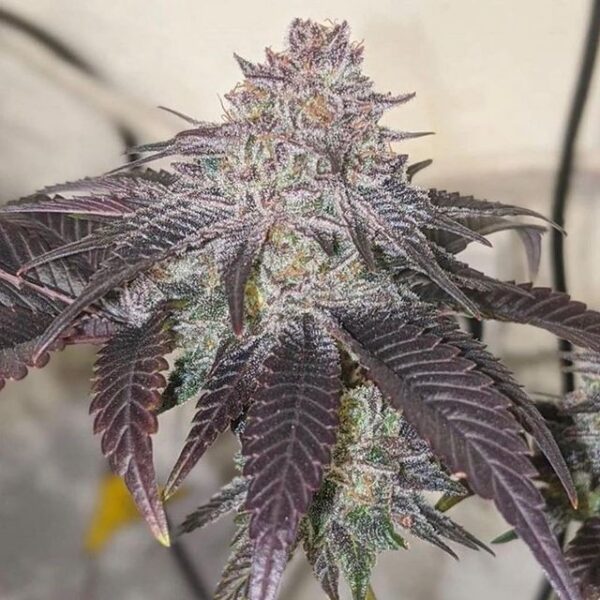Emerald Mountain Seed Co. - The Real RoZe F3 - 12 Seeds