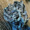 Emerald Mountain Seed Co Spice Cream - 12 Seeds