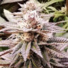 Emerald Mountain Seed Co - Queen's Sangria - 12 Seeds