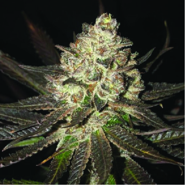 Emerald Mountain Seed Co - Queen's Sangria F2 - 12 Seeds