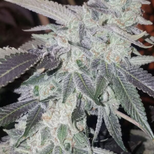 BANDZ - SKUNKTEK - 8 FEMINIZED SEEDS - GOES LIVE AT 4:20 PST (will show out of stock until then)