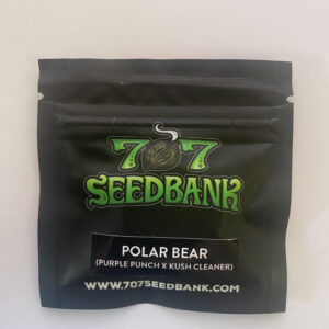 Polar Bear - 707 Seedbank