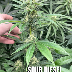 Sour Diesel (Grandma's cut) - One Rooted Clone