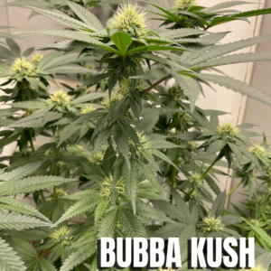 Pre 98 Bubba Kush - One Rooted Clone