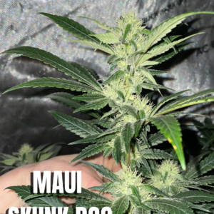 Maui Skunk Dog - One Rooted Clone