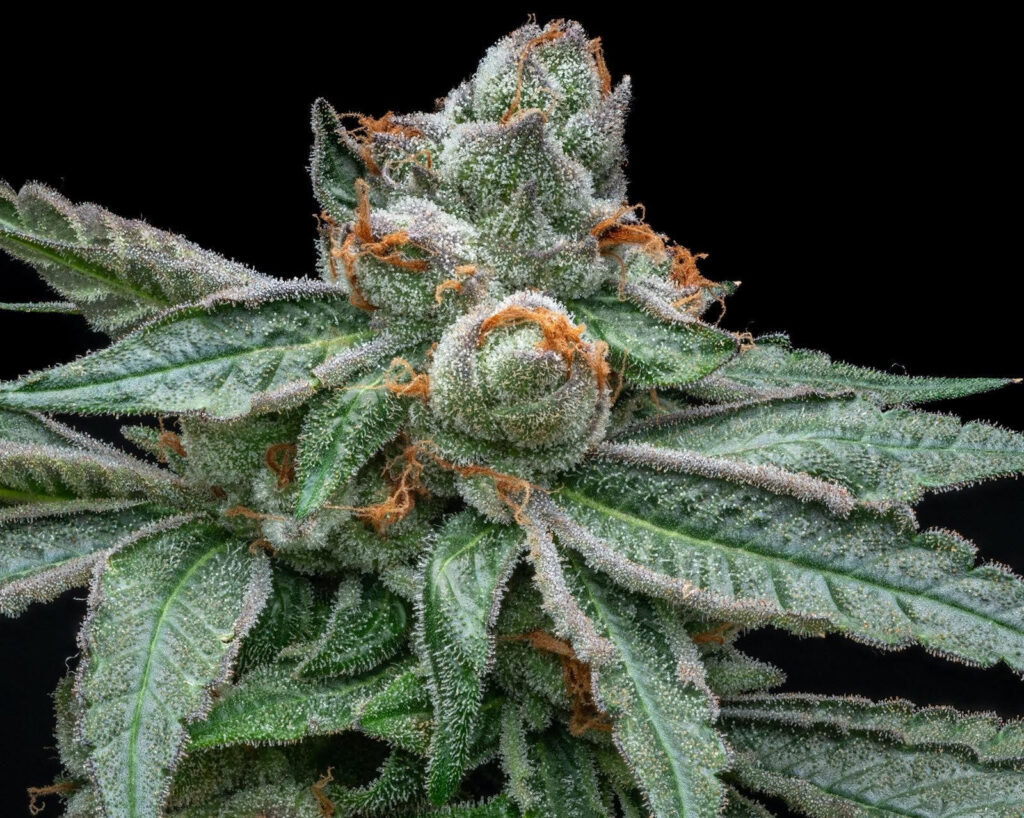 Double OG Chem 15 x (Royal Kush 7 x Double OG Sour) - 12 Seeds - North ...